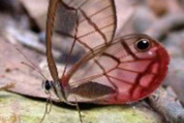 Panama Canal Railroad